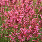 30 Red AGASTACHE HEATHER QUEEN Hummingbrid Mint Hyssop Flower Herb Seeds