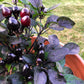 20 ROYAL BLACK PEPPER Capsicum Annuum Very Hot Chilli Vegetable Seeds