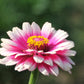 50 CAROUSEL MIX ZINNIA Elegans Carrousel Whirligig Mixed Colors Bicolor Flower Seeds