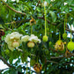 5 African BAOBAB TREE Adansonia Digitata Monkey Bread Judas Fruit Seeds
