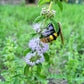 200 PENNYROYAL Mint Mentha Pulegium Herb Purple Flower Seeds