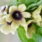 200 Black HENBANE Nightshade Hyoscyamus Niger Flower Seeds