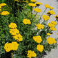 250 GOLD Golden Yellow YARROW Achillea Filipendulina Flower Seeds