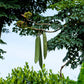 20 INDIAN TRUMPET Flower TREE (Midnight Horror / Broken Bones Plant / Tree of Damocles) Oroxylum Indicum Seeds