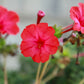 25 RED FOUR O'CLOCK Marvel of Peru Mirabilis Jalapa Flower Seeds