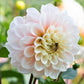 50 WATERCOLOR MIX DAHLIA Variabilis Double Bloom Mixed Colors Yellow Peach Pink Lavender Cream Orange Flower Seeds