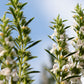 150 Creeping WINTER SAVORY Satureja Montana Herb Pink Flower Seeds