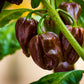 50 Mixed HOT HABANERO PEPPER Red Orange White Brown Mix Capsicum Chinense Seeds