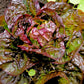 3000 RED ROMAINE LETTUCE Lactuca Sativa Vegetable Seeds