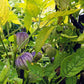 50 PURPLE TOMATILLO Husk Tomato Physalis Ixocarpa Fruit Vegetable Seeds