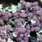 200 PURPLE SPROUTING BROCCOLI Brassica Oleracea Vegetable Seeds