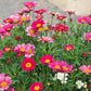 100 Mixed Colors ROBINSONS PAINTED DAISY Chrysanthemum Pink Red Rose & Yellow Pyrethrum Flower Seeds