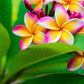 10 MIXED COLORS PLUMERIA Seeds - Lei Flower Frangipani Mix Fragrant Shrub Small Tree Pink Red Yellow White Peach Two Tone