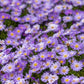 100 Purple NEW ENGLAND ASTER (Michaelmas Daisy) Aster Novae var Angliae Flower Seeds