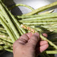 100 BLACKEYE PEA (Cow Pea / Cowpea / Southern Pea / Blackeyed Pea / Black Eye Pea) Vigna Unguiculata Vegetable Seeds