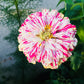 150 PEPPERMINT STICK ZINNIA Mix Mixed Colors Red Stripe Elegans Flower Seeds
