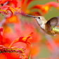 10 RED LUCIFER CROCOSMIA Crocosmia Masoniorum Flower Seeds