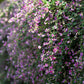 100 SLENDER BUSH CLOVER Lespedeza Virginica Bushclover Native Shrub Pink Purple Flower Legume Seeds