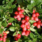 100 Perennial CRANBERRY American Vaccinium Macrocarpon Red Fruit Bush Seeds