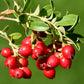100 Perennial CRANBERRY American Vaccinium Macrocarpon Red Fruit Bush Seeds