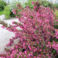 50 OLD FASHIONED WEIGELA Florida Bush Shrub Flower Seeds