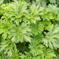 100 Pink CHINESE MOTHERWORT Leonurus Japonicus Siberian Honey Herb Flower Seeds