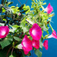 50 SCARLET O'Hara MORNING GLORY Red Ipomoea Nil Flower Vine Seeds