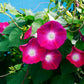 50 SCARLET O'Hara MORNING GLORY Red Ipomoea Nil Flower Vine Seeds