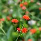 50 Red LADY'S PAINTBRUSH Tassel Flower Emilia Javanica Coccinea 'Scarlet Magic' Seeds