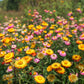 100 TALL Double MIXED Colors STRAWFLOWER Xerochrysum Bracteatum Helichrysum Monstrosum Flower Seeds
