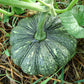 20 MINI MIX PUMPKIN Miniature Cucurbita Pepo White Green Orange Striped Vegetable Seeds