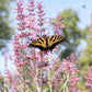 30 MIXED COLORS AGASTACHE Aurantiaca Cana Hummingbird Mint Hyssop Flower Seeds