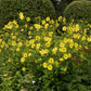 50 LEMON QUEEN SUNFLOWER Perennial Helianthus Yellow Flower Seeds