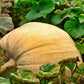 25 MAMMOTH GOLD PUMPKIN Cucurbita Maxima Carving Pie Vegetable Seeds