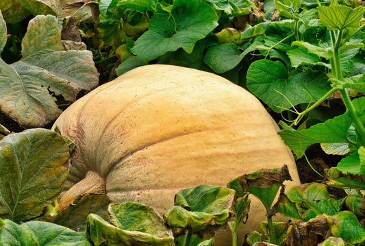 25 MAMMOTH GOLD PUMPKIN Cucurbita Maxima Carving Pie Vegetable Seeds