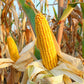 75 SOUTH AMERICAN Yellow POPCORN Corn Zea Mays Heirloom Vegetable Seeds