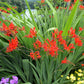 10 RED LUCIFER CROCOSMIA Crocosmia Masoniorum Flower Seeds