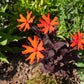 25 VESUVIUS CAMPION Red Orange Lychnis Arkwrightii Catchfly Flower Seeds
