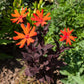 25 VESUVIUS CAMPION Red Orange Lychnis Arkwrightii Catchfly Flower Seeds