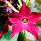 100 Red CRIMSON KING NICOTIANA (Ornamental Flowering Tobacco) Nicotiana Affinis Flower Seeds
