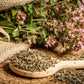 500 OREGANO Origanum Vulgare Herb Purple Butterfly Flower Seeds