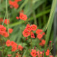 50 SCARLET MASK FLOWER Hummingbird Plant Red Alonsoa Warscewiczii Seeds