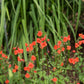 50 SCARLET MASK FLOWER Hummingbird Plant Red Alonsoa Warscewiczii Seeds