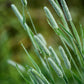 500 DERBY TIMOTHY GRASS Ornamental Phleum Pratense Seeds