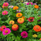 200 Mixed Colors ZINNIA POMPON Zinnia Elegans Flower Seeds