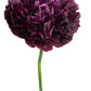 250 BLACK PEONY POPPY Papaver Peoniflorum Flower Seeds