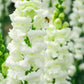 250 WHITE SNOWFLAKE SNAPDRAGON Antirrhinum Majus Flower Seeds