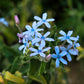10 TWEEDIA BLUE MILKWEED Southern Star of Argentine Tweedia Caerulea syn. Oxypetalum Flower Vine Seeds