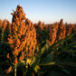 100 DALE SORGHUM Bicolor Syrup Flour Grain Vegetable Seeds