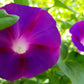 100 GRANDPA OTT MORNING GLORY Ipomoea Purpurea Flower Vine Seeds